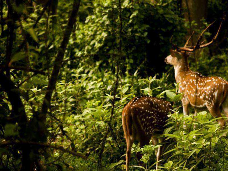 Sauraha Nana Hotel Eksteriør bilde